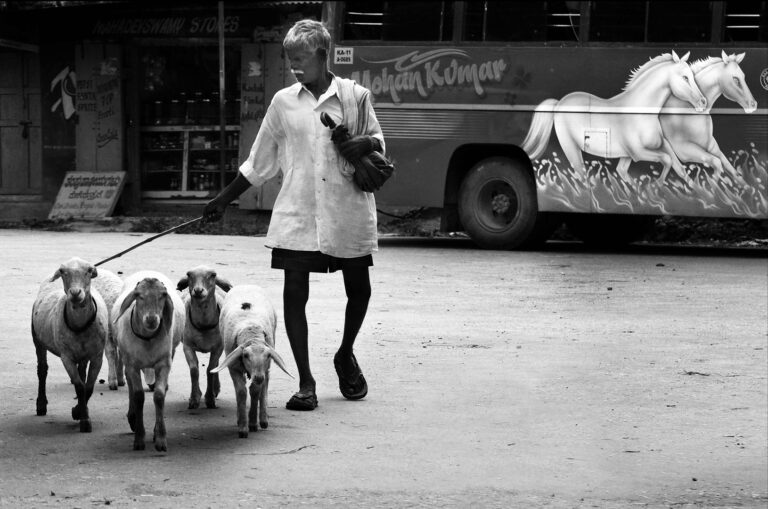 Wimal Amaratunge - Sheep-Power-or-Horse-Power